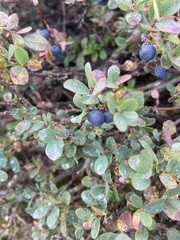 Vaccinium uliginosum