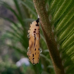 Lepidoptera