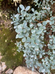 Vaccinium uliginosum