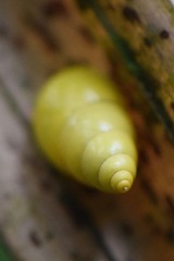 Drymaeus sulphureus