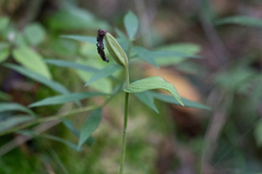 Cypripedium parviflorum