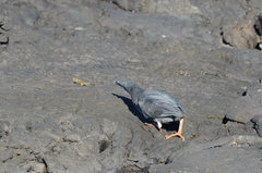 Butorides striata sundevalli
