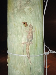 Afrogecko porphyreus