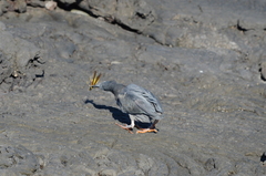 Butorides striata sundevalli