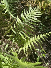 Thelypteridaceae