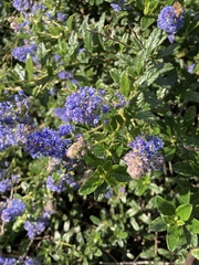 Ceanothus thyrsiflorus