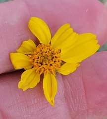Encelia virginensis