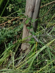 Liolaemus cyanogaster