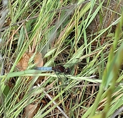 Erythrodiplax connata