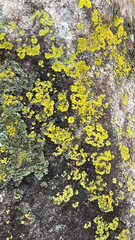 Candelaria concolor