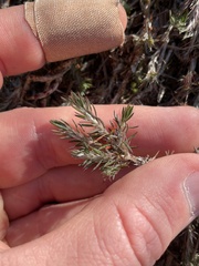 Cardionema ramosissimum