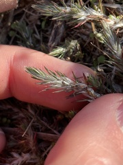 Cardionema ramosissimum