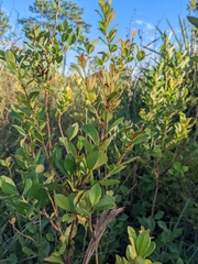 Lyonia fruticosa