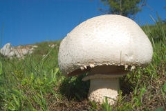 Agaricus urinascens
