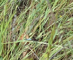 Erythrodiplax connata