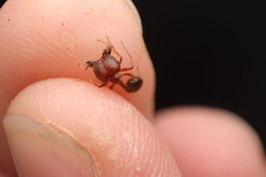 Pheidole obtusospinosa
