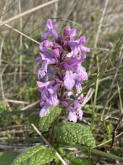 Stachys bullata