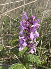 Stachys bullata