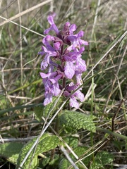 Stachys bullata