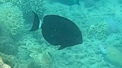 Acanthurus blochii