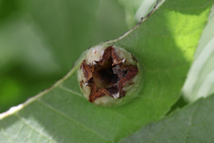 Phylloxera notabilis