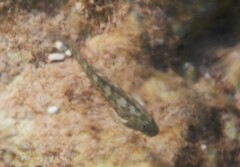 Parablennius sanguinolentus