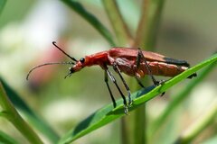 Chauliognathus lecontei