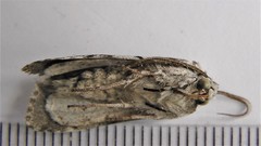 Sympistis chionanthi