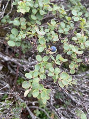 Vaccinium uliginosum