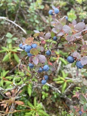 Vaccinium uliginosum