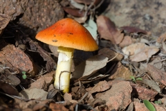 Amanita caesarea