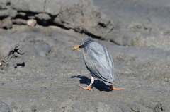Butorides striata sundevalli