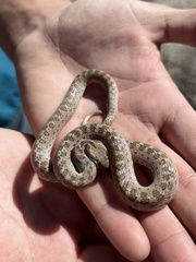 Hypsiglena chlorophaea