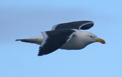 Larus dominicanus