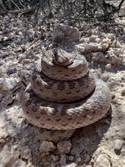 Hypsiglena chlorophaea