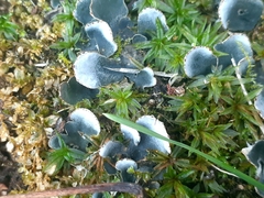Peltigera didactyla