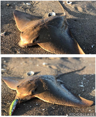 Myliobatis peruvianus