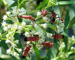 Chauliognathus lecontei