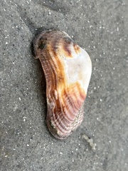 Lamarcka imbricata