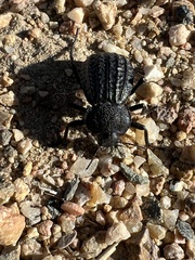 Philolithus sordidus