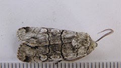 Sympistis chionanthi