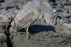 Nyctanassa violacea pauper
