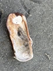 Lamarcka imbricata