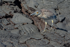 Nyctanassa violacea pauper