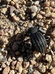 Philolithus sordidus