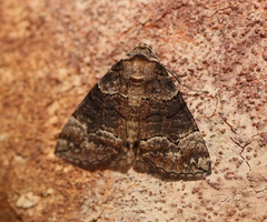 Dysbatus singularis