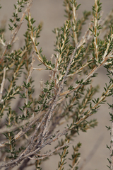 Tetradymia glabrata