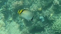 Chaetodon vagabundus