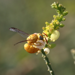 Chlorodynerus