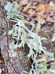 Ramalina